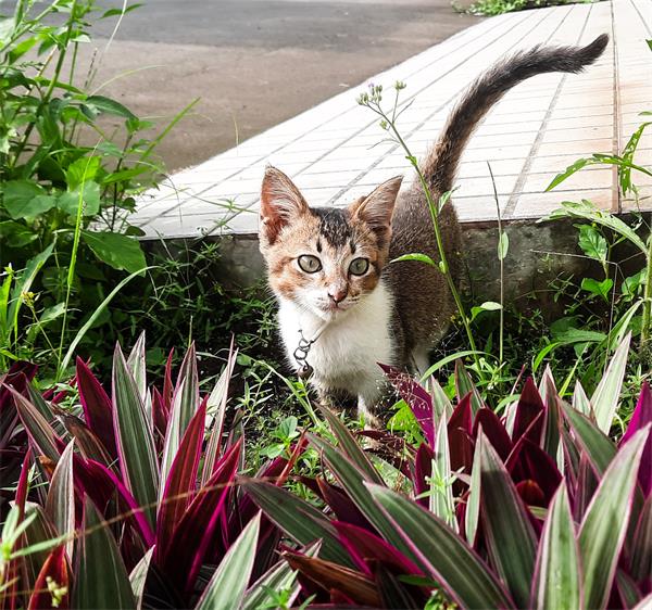 Ensure safe yard plants for pets